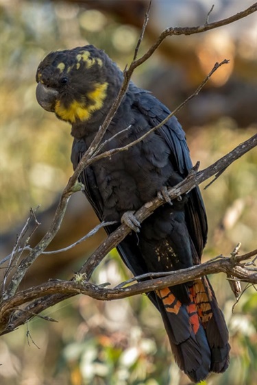 Glossy Black Cockatoo by trevsci