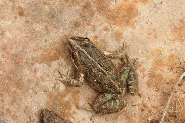 Spotted-Grass-Frog
