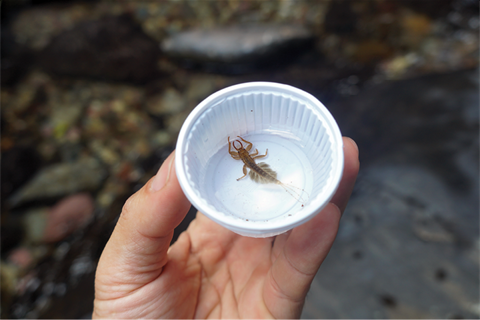 Waterbug in container