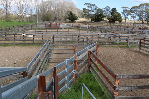 Braidwood saleyards 2016