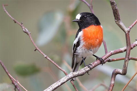 Scarlet-Robin.jpg